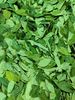 Hoja     