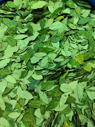 Coca  Hoja 10Bs